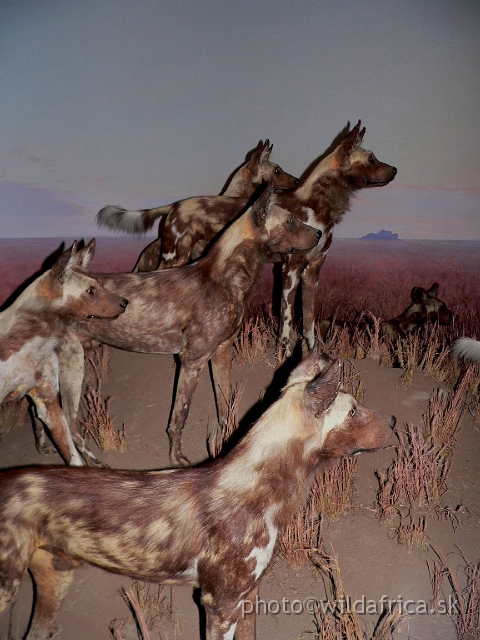 Picture 199.jpg - African Wild Dogs diorama.